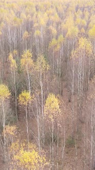 Vertical Video of a Beautiful Forest in the Afternoon Aerial View alt