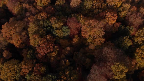 Drone Aerial View Autumn Season Trees Birds Eye View Canopy Colours D Log