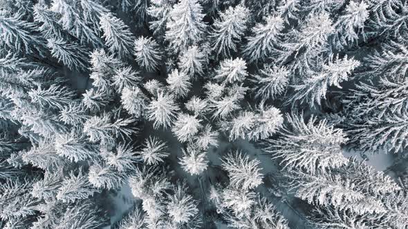 Beautiful Evergreen Forest Cobered in Snow on Snowy Day alt