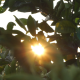 The Sun Behind the Foliage of a Tree - VideoHive Item for Sale