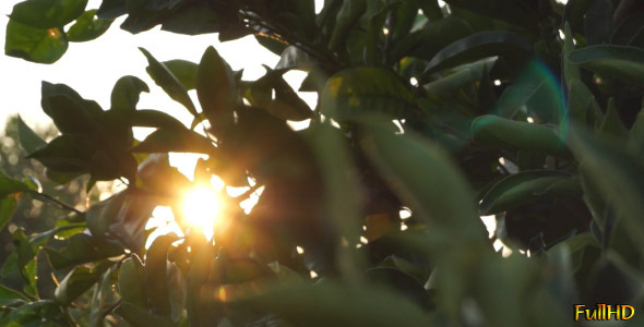 The Sun Behind the Foliage of a Tree