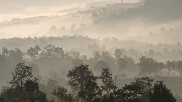 Fog Flowing Over Forest in Morning