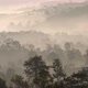 Fog Flowing Over Forest in Morning - VideoHive Item for Sale