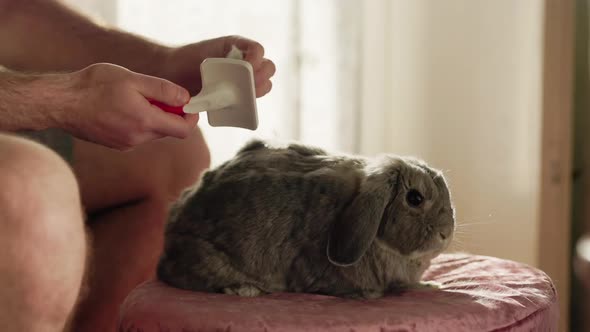 Home grooming. Man using a brush combs the fur of a decorative lop-eared rabbit and clean the tool. alt