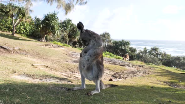 Animal behavior of a young Kangaroo grooming itself on a coastal headland. alt