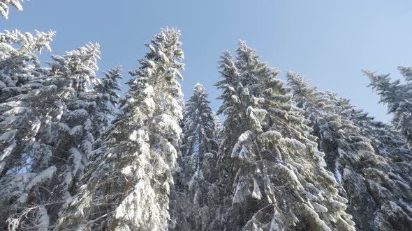 Snowcovered Crowns of Coniferous Trees in a Forest in Winter  View From Below alt