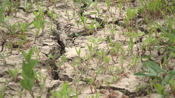 Dry Cracked Ground alt