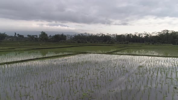 Aerial view of paddy field growing semiaquatic rice, Malang, Indonesia.