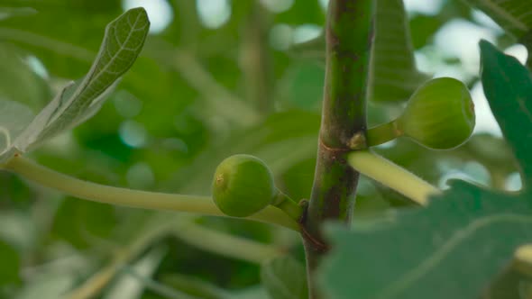 Close Up of Green Sweet Figs