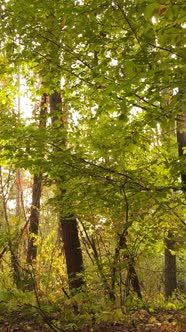 Vertical Video of Trees in the Forest in Autumn alt