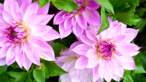 Bright pink dahlias