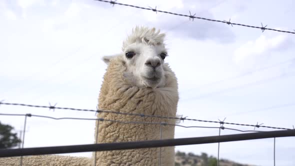 Cute White Llama Standing Behind The Barbed-Wire Fence At The Farm. Close Up alt