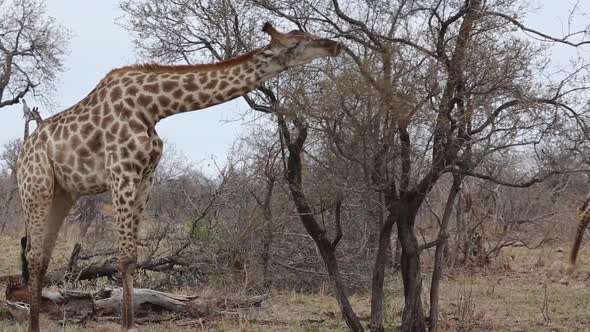 giraffe eats from dry tree and then walks alt