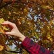 Woman&#39;s Hand Touches Beigeyellow Leaves on Oak Branches Autumn Background - VideoHive Item for Sale