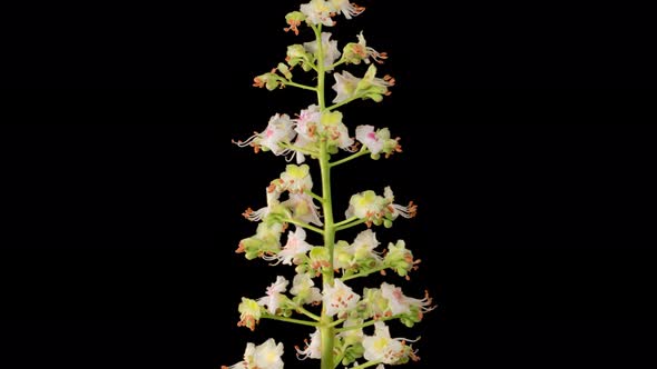 Beautiful White Flowers Blossoms on the Branches of Chestnut Tree alt