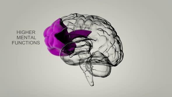 Medical animation of the brain structures and their functions. Loopable. HD alt
