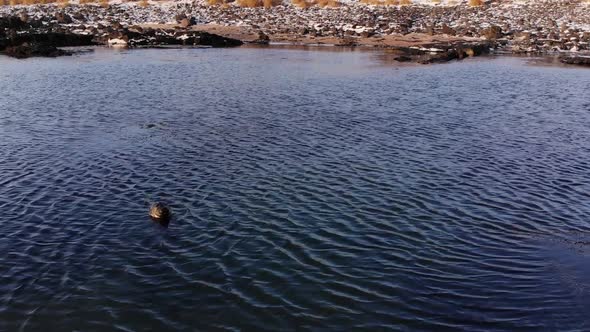 A Seal Rests in the Blue Lagoon. Iceland