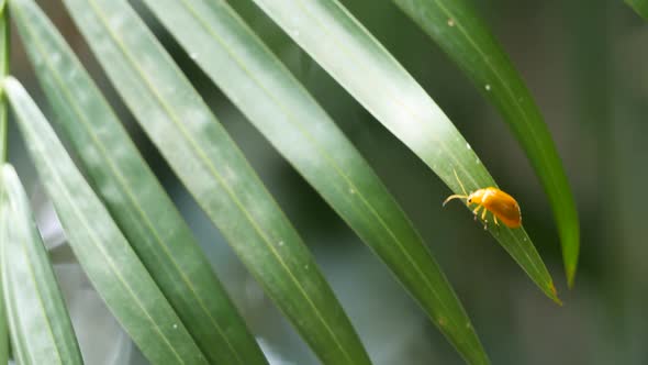 Yellow Bug Sits on Tree Leaf on Green Background