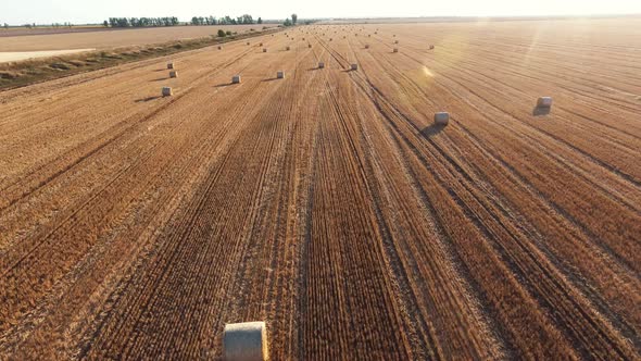 Aerial Shot of an Arty Wheat Field with a Lot of Large Rolls of Straw in Summer 