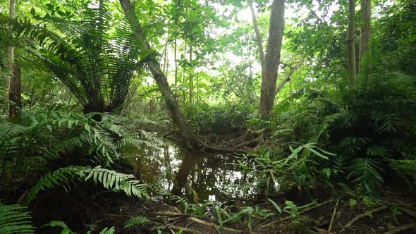 Tropical Forest With Pond