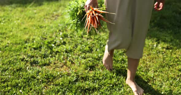 Woman Walk and Holding in Hand Branch of Raw Organic Carrots alt