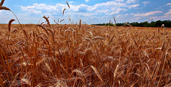 Wheat Field 1