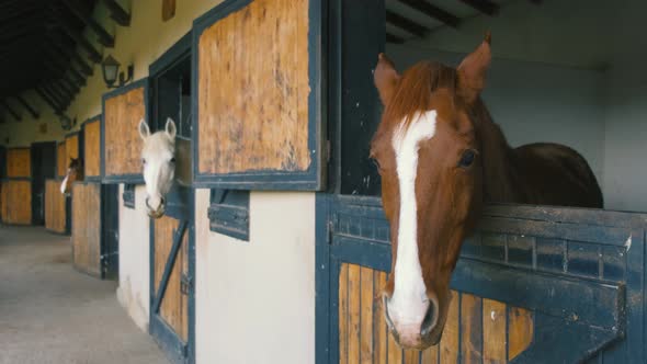 Brown Horse Horses is Looking From the Windows