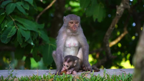 Wild monkey mom with her baby in park eats food given by tourists in Vietnam alt