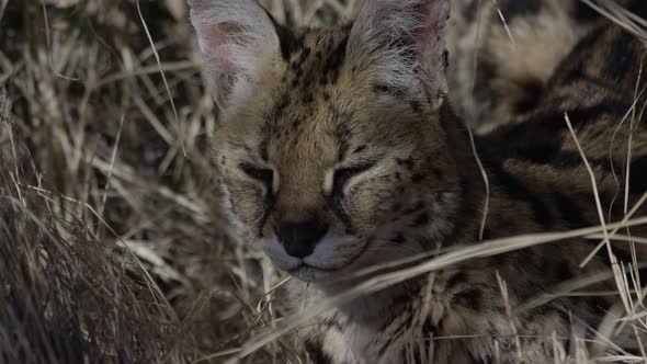 Serval cat sleeping in hot african heat afternoon alt