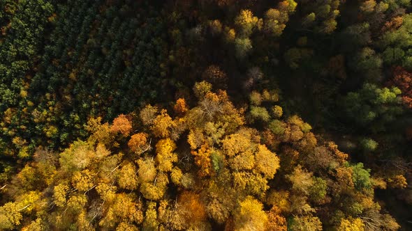 Autumn Colors of Nature