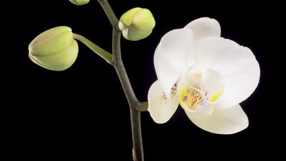 Blooming White Orchid Phalaenopsis Flower alt