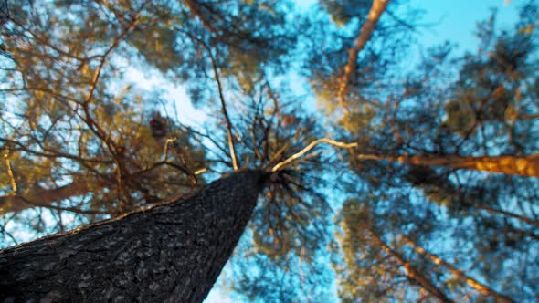 Sky Breaks Through Pine Tree Crowns alt