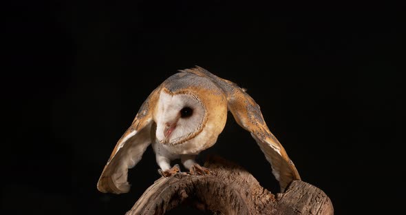 Barn Owl, tyto alba, Adult, Normandy, Real Time alt
