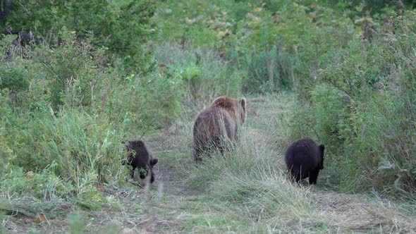 Brown She-Bear Come Out Forest with Three Funny Bear Cubs, Walking Country Road