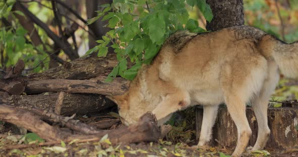 Wolf Canis Lupus Also Known As the Gray Wolf is the Largest Extant Member of the Family Canidae alt