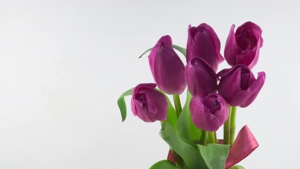 Opening of Beautiful Large Bouquet of Pink Tulips Flower on White Background alt
