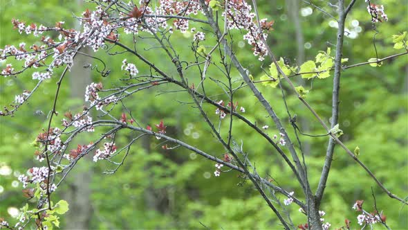 Sparrow On Branch Of Plum Blossom Tree. static alt