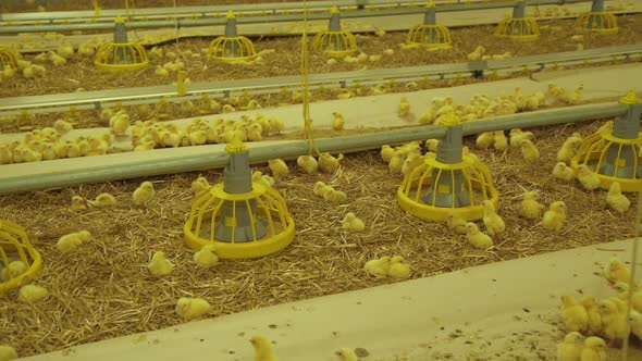 View of Little Baby Chicken Life in Modern Poultry Farm alt