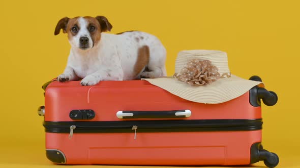 Funny little dog wearing glasses sits on a suitcase