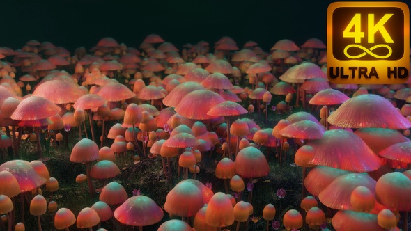 Psychedelic Magic Mushrooms Dancing In The Forest. Colorful Trippy Psilocybin Mushroom Wave. Vj Loop alt