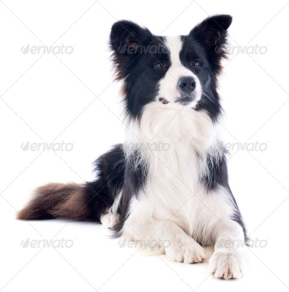 border collie - Stock Photo - Images