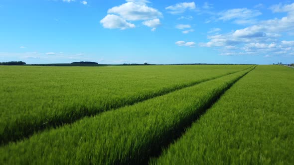 Backward flying drone over farm wheat field in rural England on bright sunny day alt