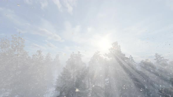 Snow Covered Tree Under Sunlight