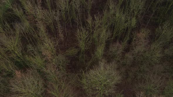 Aerial view of a forest in winter in which many trees have been felt because of a heavy storm alt