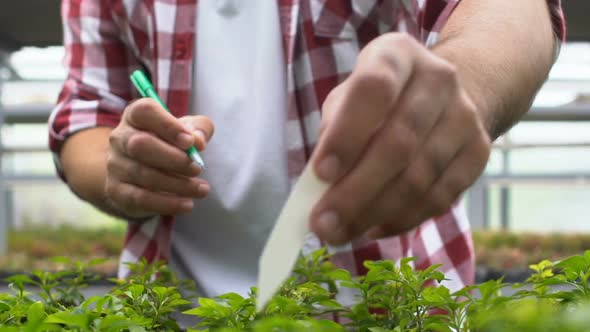 Farmer Writing Marker Note Inserting in Plant Pot, Hothouse Work, Agriculture