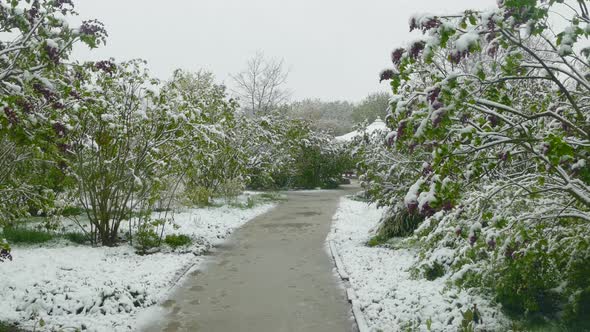 Spring Park During a Snowfall
