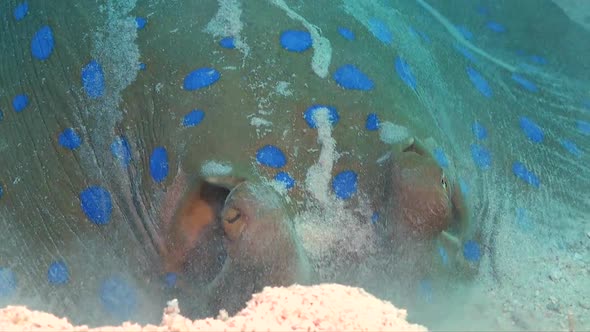 Super close up of Blue spotted ribbontail ray (Taeniura lymma) digging in sand for food alt