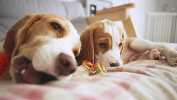 Close Up Footage of Two Cute Beagle Puppies Lying on Bed and Playing with Toys in Slowmotion alt