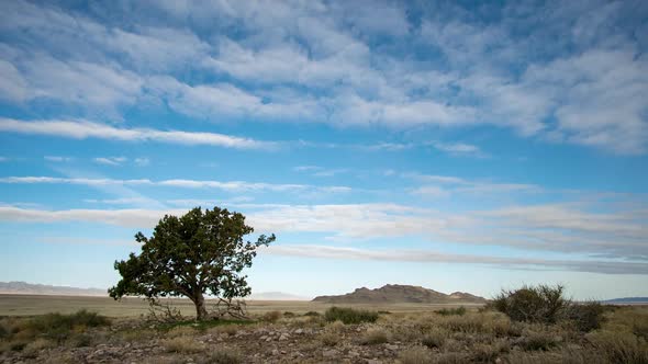 Time lapse viewing single tree in desert landscape alt