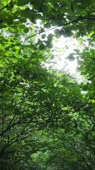 Vertical Video of Beautiful Green Forest By Day alt